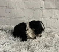 Storm, a female Chihuahua for sale in Starr, SC – Photo 3 of 3