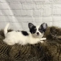 Peppermint, a female Chihuahua for sale in Starr, SC – Photo 3 of 5