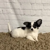 Peppermint, a female Chihuahua for sale in Starr, SC – Photo 2 of 5