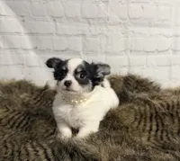 processed/3320f6b7-945d-4c4f-bebc-5d75852c7e9a/listing/29410195-ef9f-4387-b931-b70a664611c3/9ec54e12-1c06-4d58-946b-27b104fa2edf