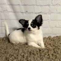 Peppermint, a female Chihuahua for sale in Starr, SC – Photo 1 of 5