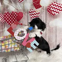 Ollie, a male Chihuahua for sale in Starr, SC – Photo 1 of 8