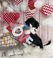 Ollie, a male Chihuahua for sale in Starr, SC – Photo 1 of 8