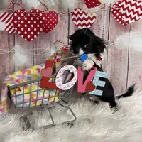 Ollie, a male Chihuahua for sale in Starr, SC – Photo 2 of 8