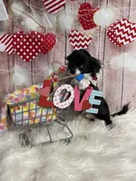 Ollie, a male Chihuahua for sale in Starr, SC – Photo 2 of 8