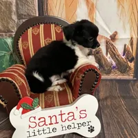 Ollie, a male Chihuahua for sale in Starr, SC – Photo 6 of 8