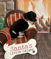 Ollie, a male Chihuahua for sale in Starr, SC – Photo 6 of 8