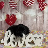 Ollie, a male Chihuahua for sale in Starr, SC – Photo 3 of 8