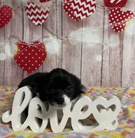 Ollie, a male Chihuahua for sale in Starr, SC – Photo 3 of 8