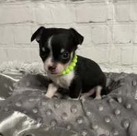 Sammie, a male Chihuahua for sale in Starr, SC – Photo 3 of 3