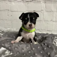 Sammie, a male Chihuahua for sale in Starr, SC – Photo 2 of 3