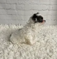 Aries, a male Chihuahua for sale in Starr, SC – Photo 9 of 9