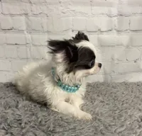 Aries, a male Chihuahua for sale in Starr, SC – Photo 1 of 9