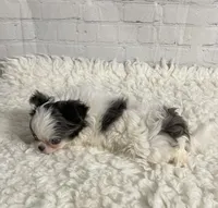 Aries, a male Chihuahua for sale in Starr, SC – Photo 7 of 9