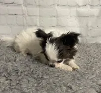 Aries, a male Chihuahua for sale in Starr, SC – Photo 5 of 9