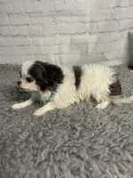 Aries, a male Chihuahua for sale in Starr, SC – Photo 2 of 9