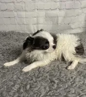 Aries, a male Chihuahua for sale in Starr, SC – Photo 6 of 9