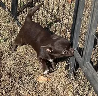 Tofu-Tiny, a male Chihuahua for sale in Starr, SC – Photo 6 of 8