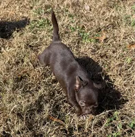 Tofu-Tiny, a male Chihuahua for sale in Starr, SC – Photo 7 of 8