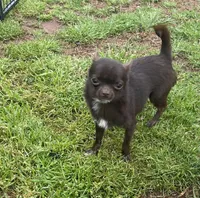 Tofu-Tiny, a male Chihuahua for sale in Starr, SC – Photo 2 of 8