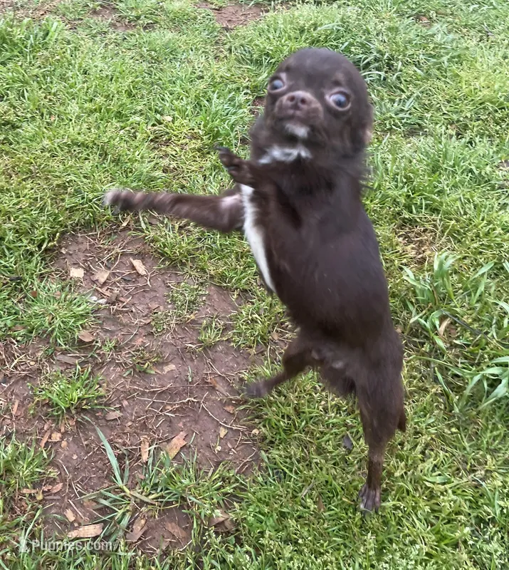 Tofu-Tiny, a male Chihuahua for sale in Starr, SC – Photo 1 of 8