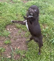 Tofu-Tiny, a male Chihuahua for sale in Starr, SC – Photo 1 of 8