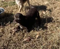 Tofu-Tiny, a male Chihuahua for sale in Starr, SC – Photo 4 of 8