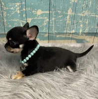 Minnie, a female Chihuahua for sale in Starr, SC – Photo 3 of 3