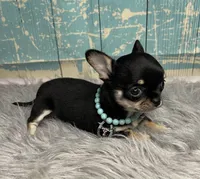 Minnie, a female Chihuahua for sale in Starr, SC – Photo 1 of 3