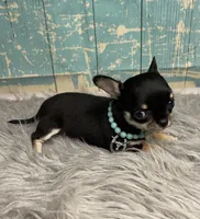 Minnie, a female Chihuahua for sale in Starr, SC – Photo 2 of 3