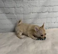 Mochi, a male Chihuahua for sale in Starr, SC – 2 of 4