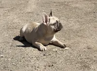 Bear, a male French Bulldog for sale in Starr, SC – Photo 2 of 5