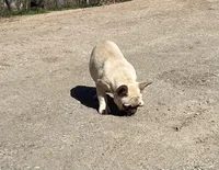 Bear, a male French Bulldog for sale in Starr, SC – Photo 4 of 5