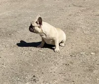 Bear, a male French Bulldog for sale in Starr, SC – Photo 1 of 5