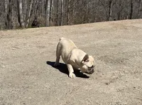 Bear, a male French Bulldog for sale in Starr, SC – Photo 3 of 5