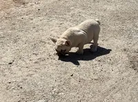 Bear, a male French Bulldog for sale in Starr, SC – Photo 5 of 5