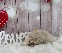 Snow, a male Chihuahua for sale in Starr, SC – Photo 3 of 5