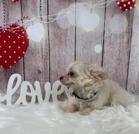 Snow, a male Chihuahua for sale in Starr, SC – Photo 5 of 5