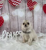 Snow, a male Chihuahua for sale in Starr, SC – Photo 2 of 5