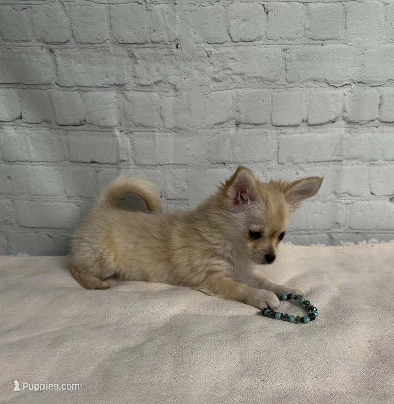 Mochi – Chihuahua puppy for sale in Starr, SC