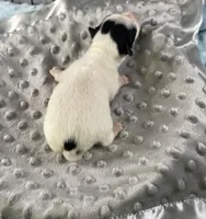 Sam, a male Chihuahua for sale in Starr, SC – Photo 5 of 6