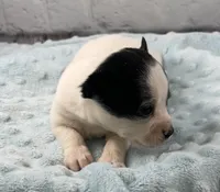 Sam, a male Chihuahua for sale in Starr, SC – Photo 2 of 6