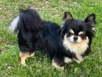 Sam, a male Chihuahua for sale in Starr, SC – Photo 6 of 6