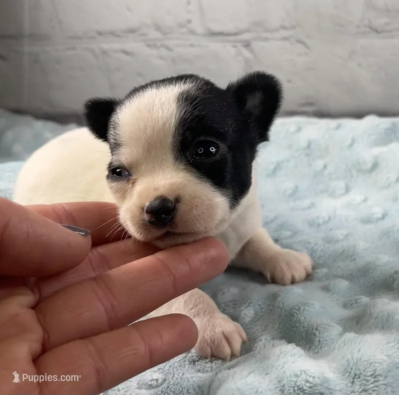 Sam, a male Chihuahua for sale in Starr, SC – Photo 1 of 6