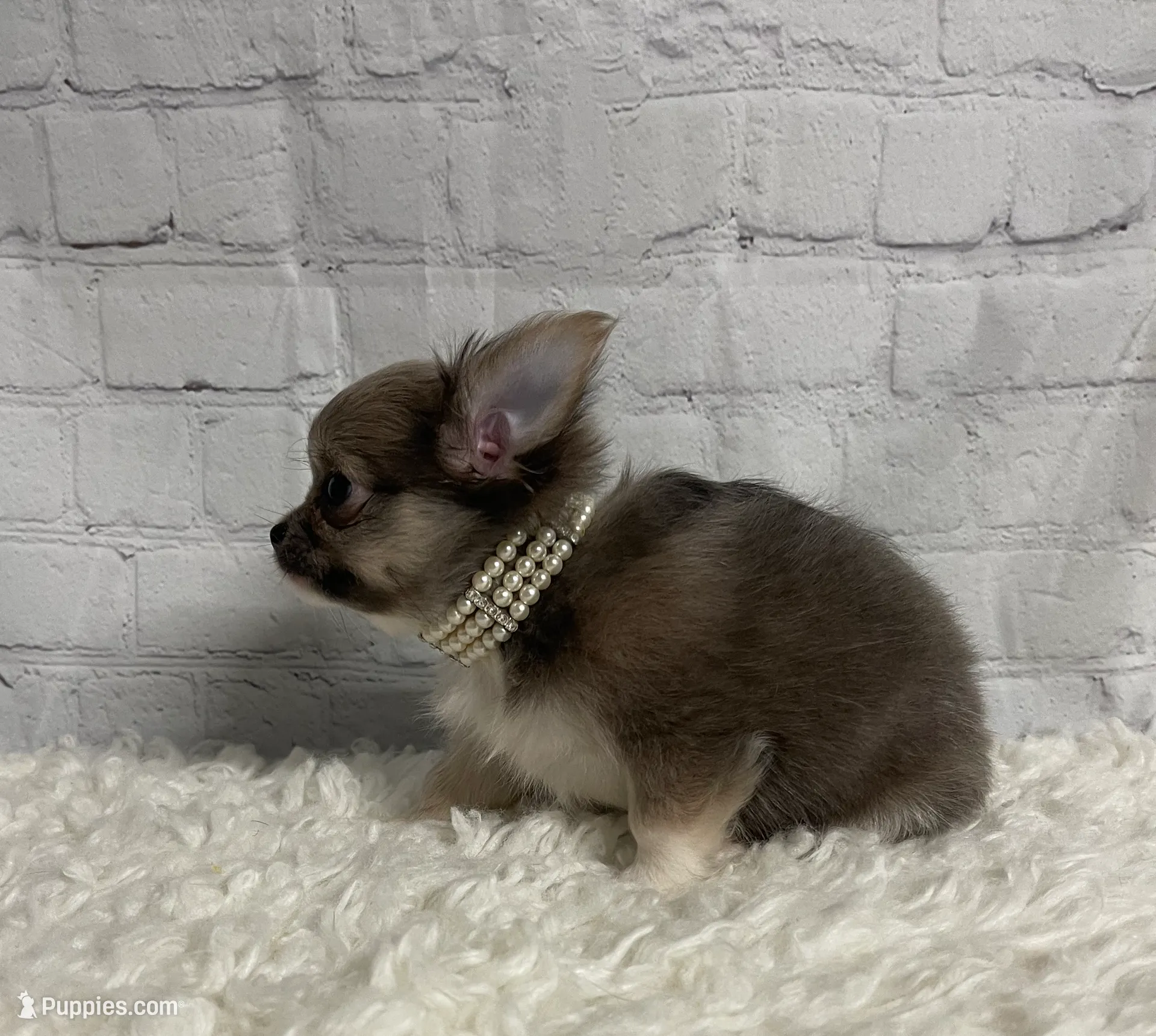 Abby, a female Chihuahua for sale in Starr, SC – Photo 3 of 6