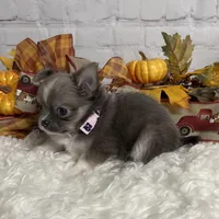 Abby, a female Chihuahua for sale in Starr, SC – Photo 4 of 6