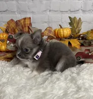 Abby, a female Chihuahua for sale in Starr, SC – Photo 4 of 6