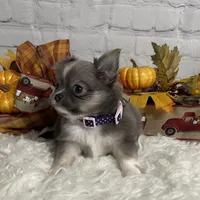 Abby, a female Chihuahua for sale in Starr, SC – Photo 5 of 6