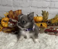 Abby, a female Chihuahua for sale in Starr, SC – Photo 5 of 6