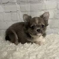 Abby, a female Chihuahua for sale in Starr, SC – Photo 1 of 6